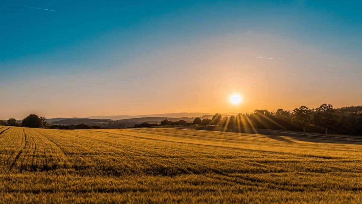 A wheat field at sunset