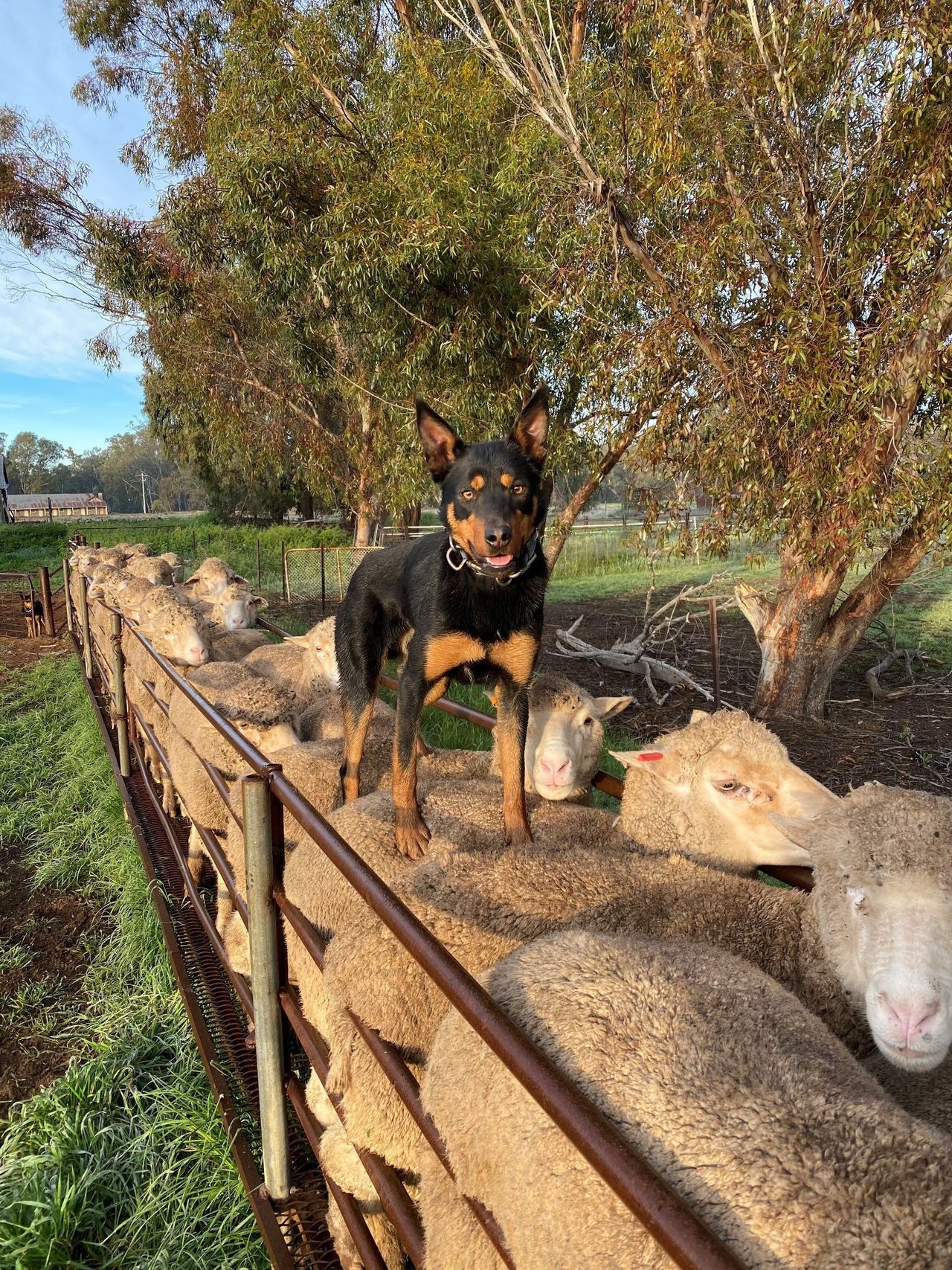 A kelpie standing on the backs of sheep in a yard